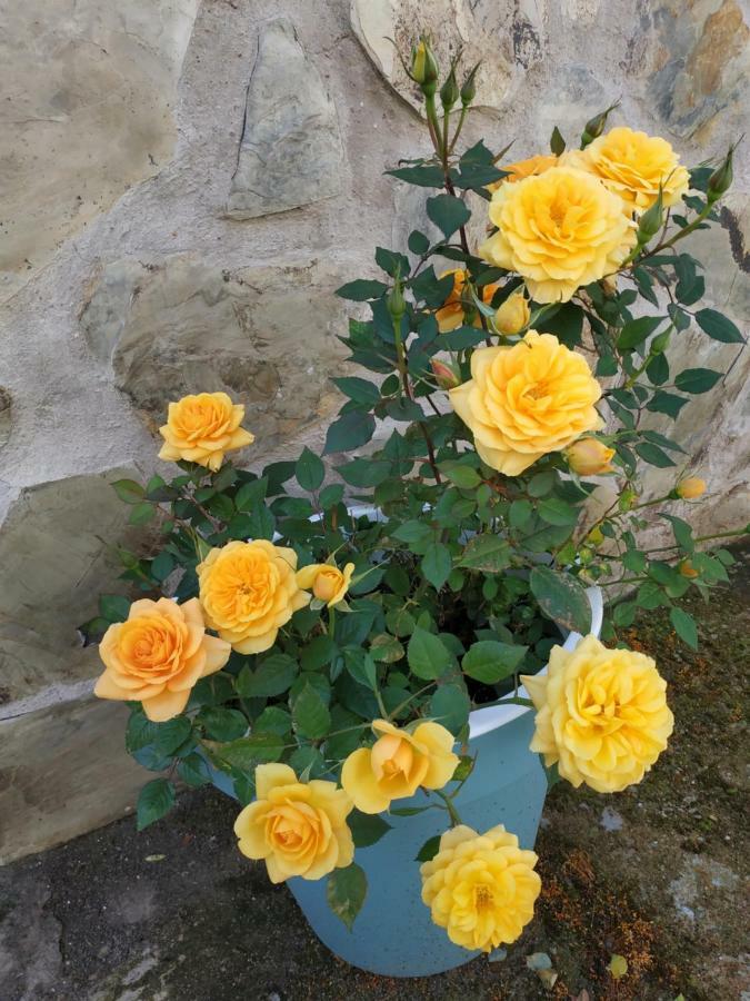 Caces El Olivar מראה חיצוני תמונה