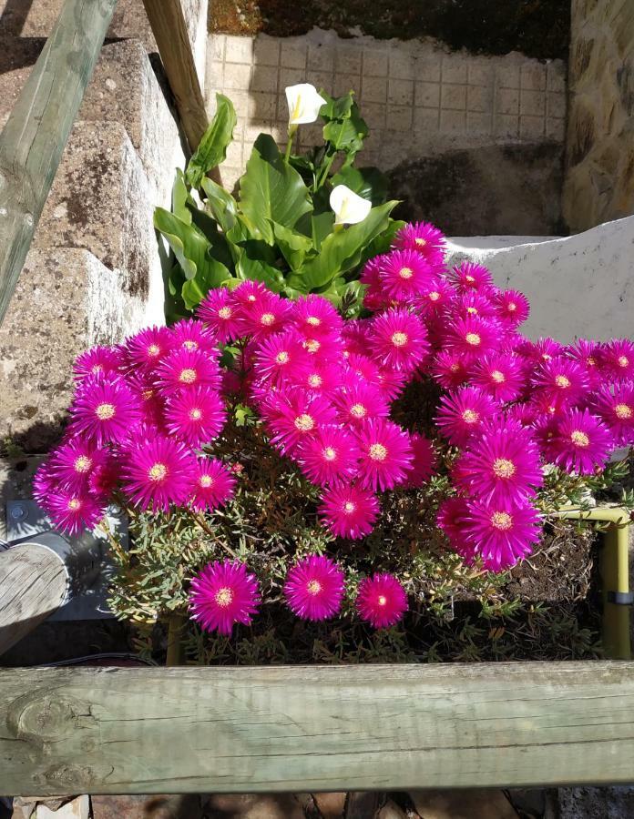 Caces El Olivar מראה חיצוני תמונה